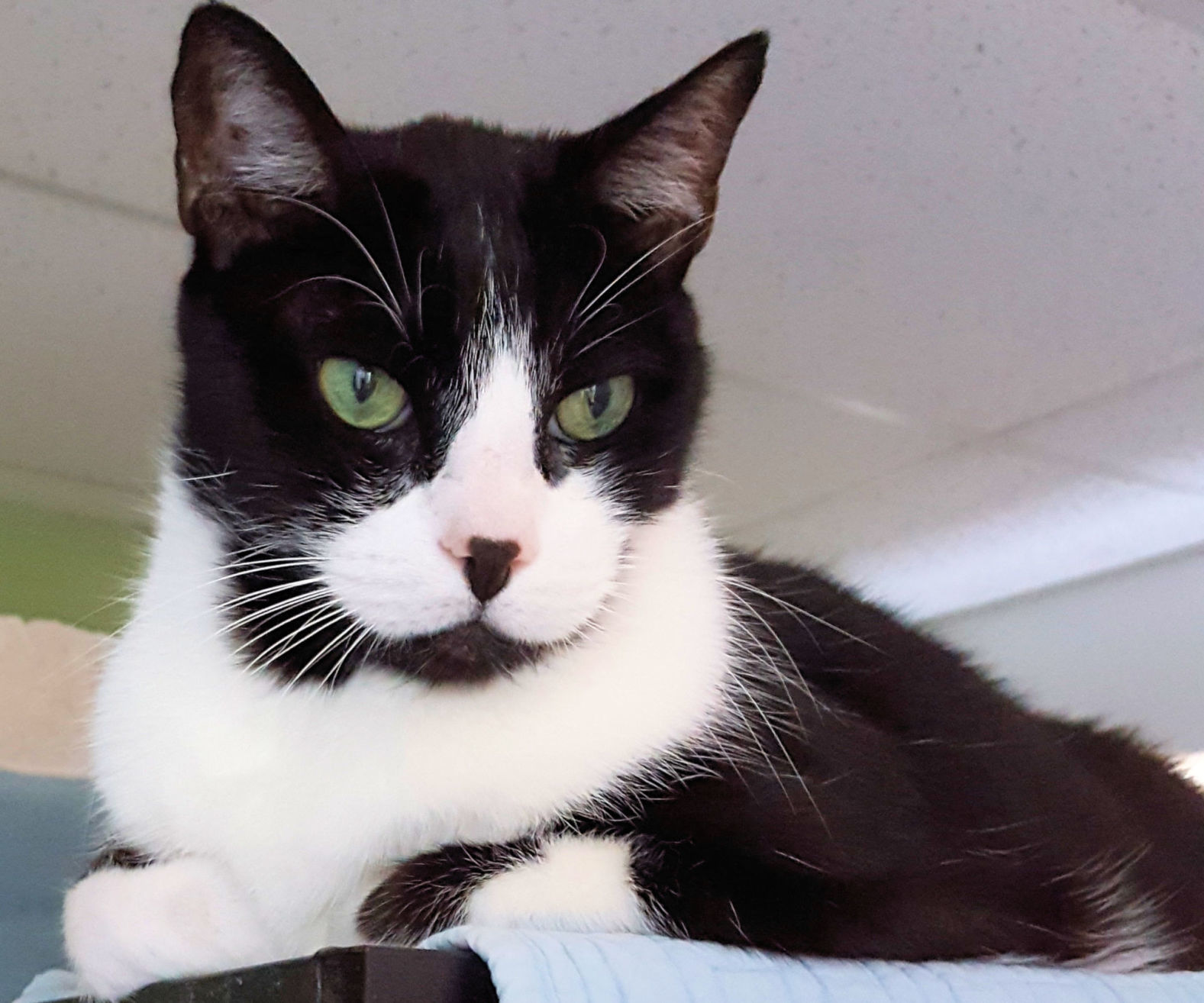 Adopt a friend: Freddie